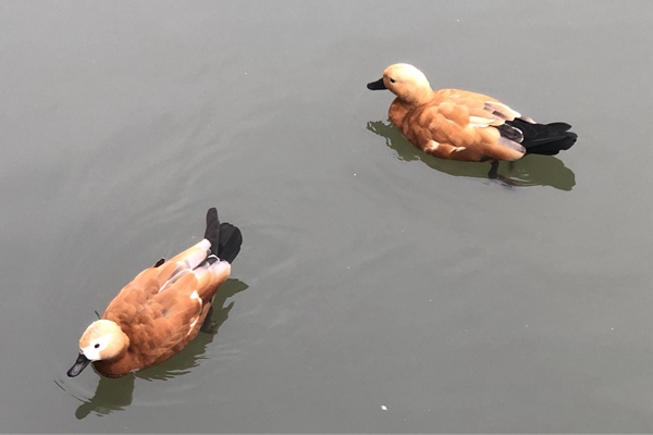 国家生态环境标准《规模化畜禽养殖场氨气减排量核算技术指南（征求意见稿）》公开征求意见