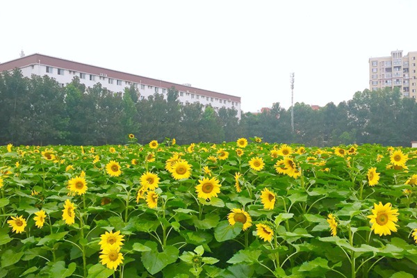 教育部部長(zhǎng)懷進(jìn)鵬：積極穩(wěn)妥推進(jìn)人工智能賦能教育變革